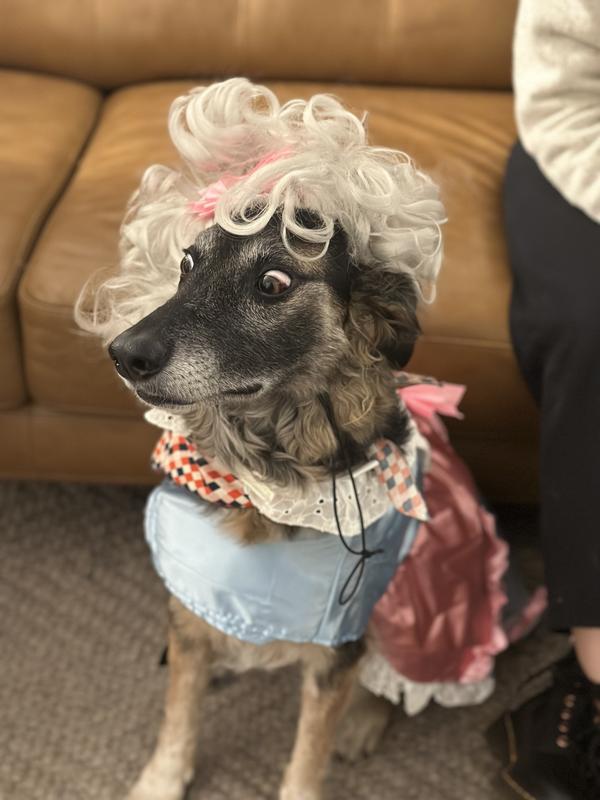 18 month dog outlet costume