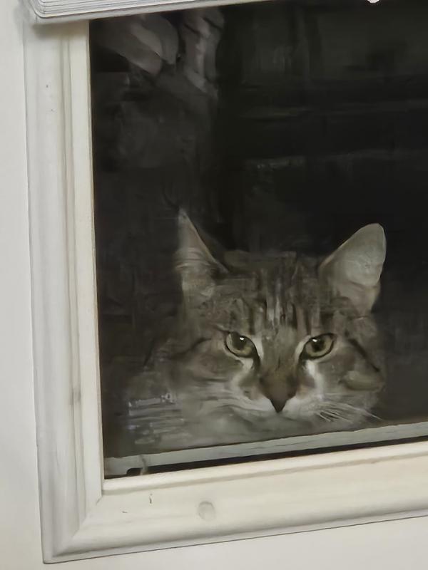 Bobby the feral kitty