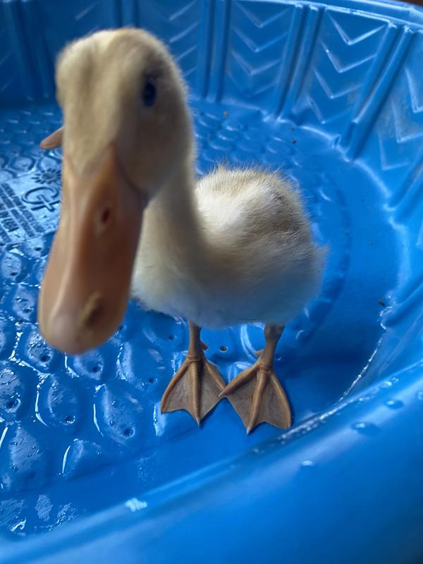 Begging for Pond Medley Duck Treats!
