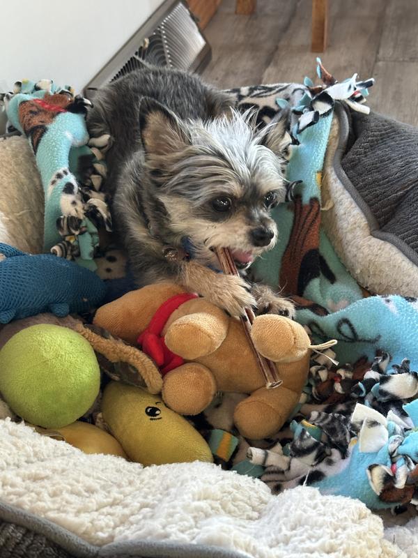 Ginger laying in her bed of toys happily chewing away on her Bow Wow Bully Stick.