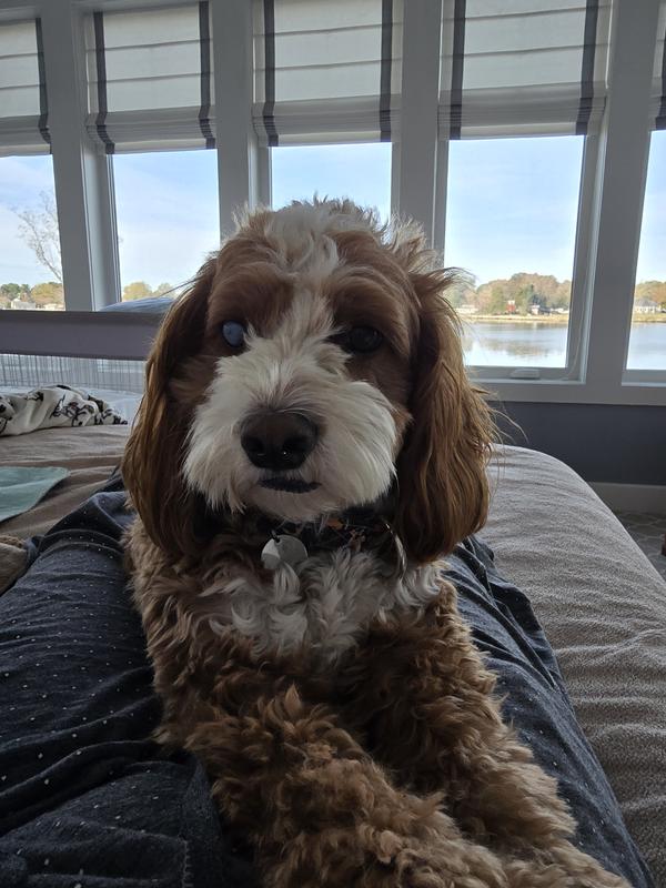 Before trim - Stella (cockapoo)