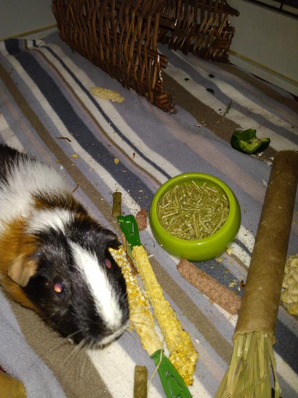 Peanut and her food bowl