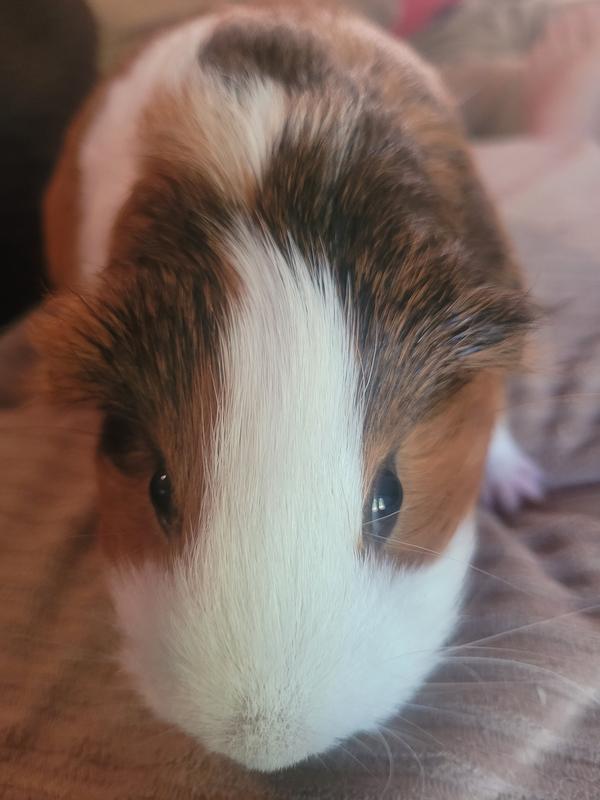 Ivermectin paste for cheap guinea pigs