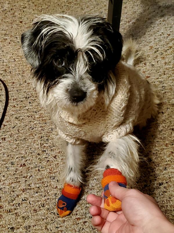 Guppy learning to use her socks.