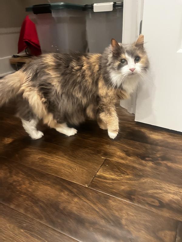 Bitsy going over to eat her Wellness Gravy Cuts!