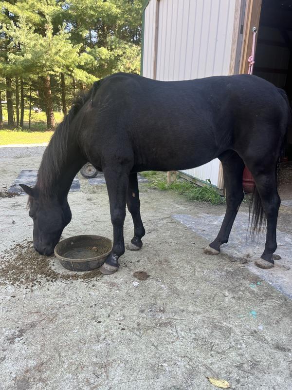 DAC Bloom Coat Care & Weight Gain Powder Horse Supplement, 40-lb bag ...