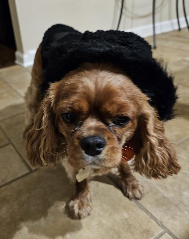 Frisco Medium Weight Faux Leather Dog & Cat Parka with Faux Fur Trimmed Hood, Black