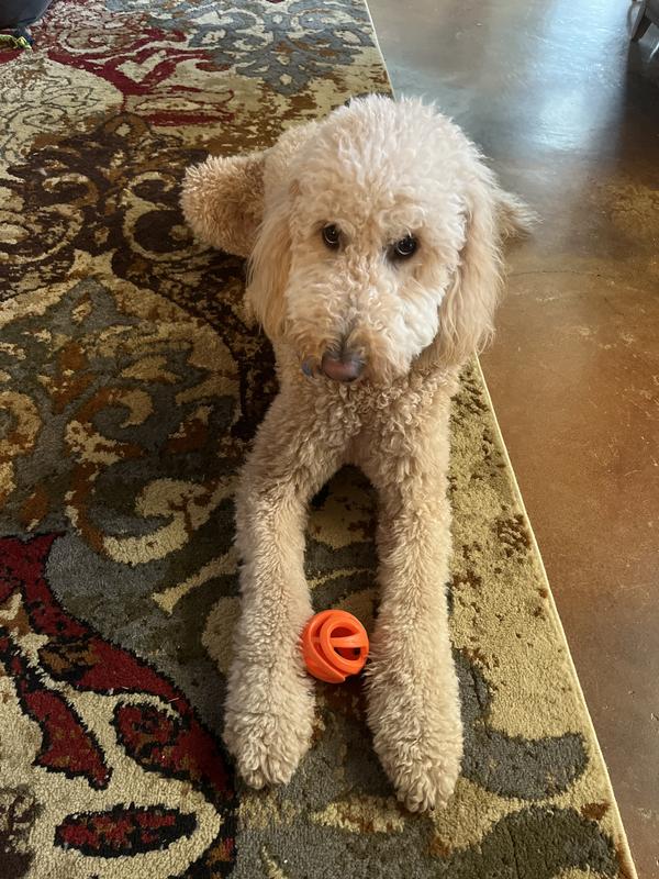 My ball ….where’s the treat?