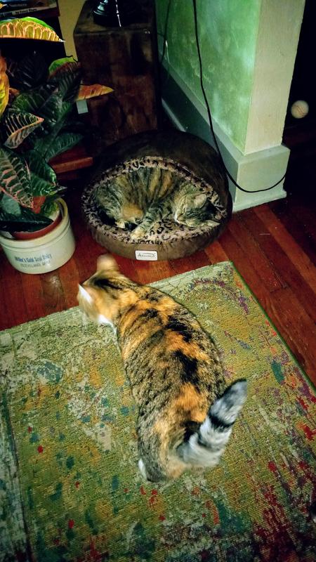 Lucy's got possession but Lexi might be next.