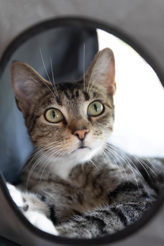 Georgia is in FIP remission, so any immune support I can give her is wonderful!