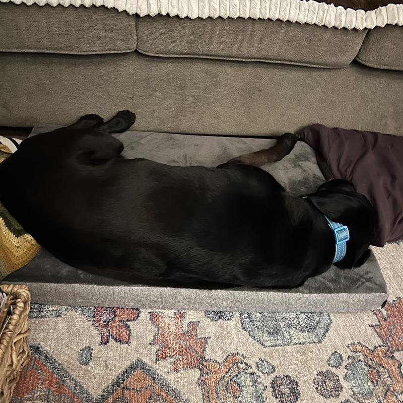 Luka loves his new bed