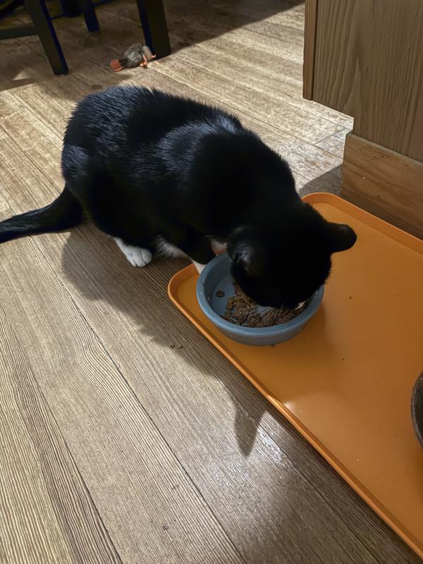 Lyra, a senior cat, laps up this food.