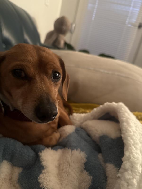 Schnitzel and his blanket