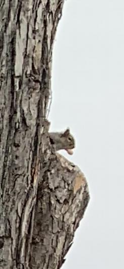 Hey lady thanks for the peanuts
