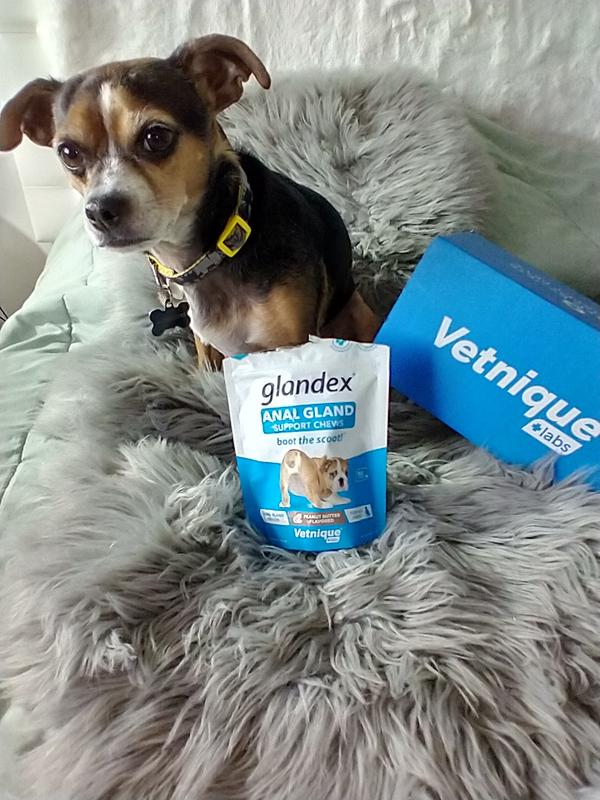 Glandex Anal Gland Support for Dogs - 120ct, Peanut Butter, exp 02/25, NEW  24606999957