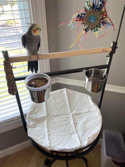 Henry relaxing on his new favorite spot!