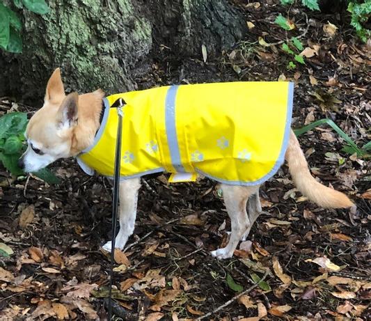 Stoney is not into rain, but this rain coat makes him relax and get his doggy jobs done !