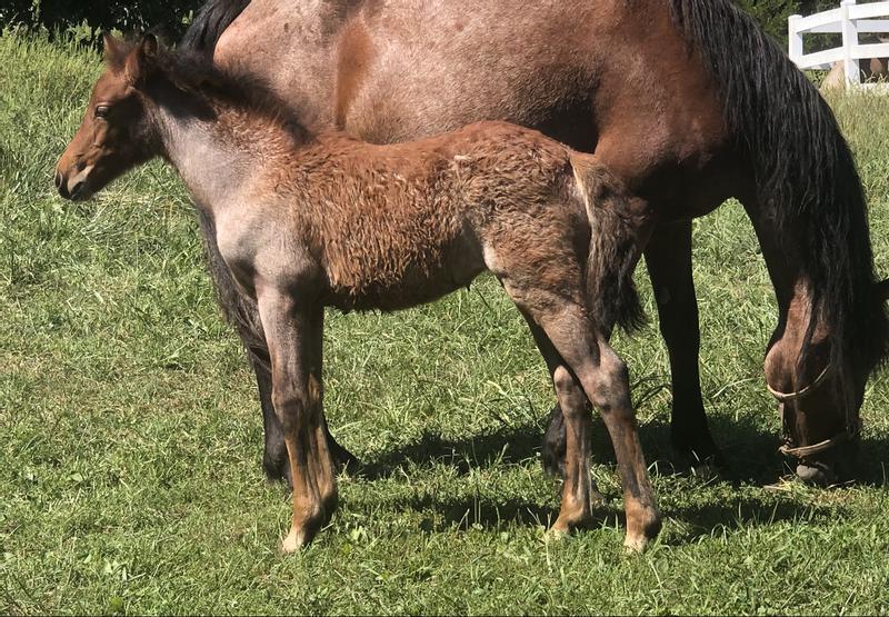 3 month old purebred Connemara filly in mid foal coat shed, going into her first winter