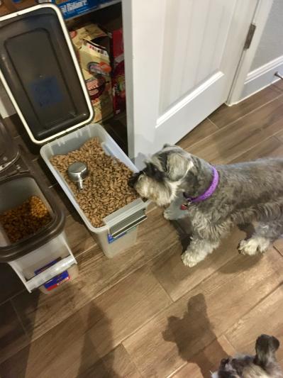 She is trying to steal kibble! Silly Girl :)