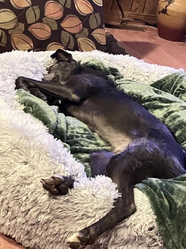 Great bed for curling up or stretching out