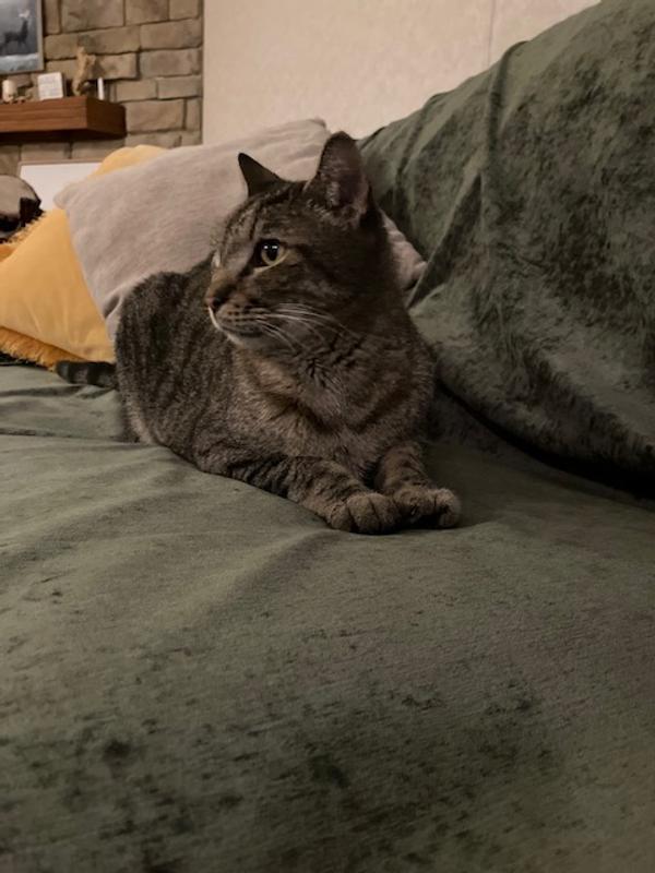 King the cat...approves of this furniture cover!