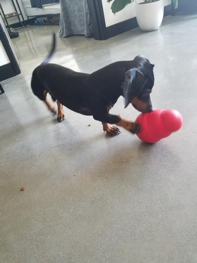 Chewy Delivers Kong Wobbler Fun #ChewyInfluencer - Golden Daily Scoop