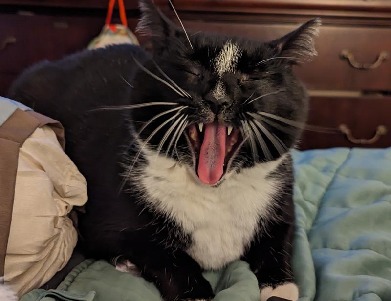 He is just yawning, he's almost harmless!