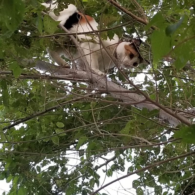 After sitting in this tree for awhile she finally found her way down