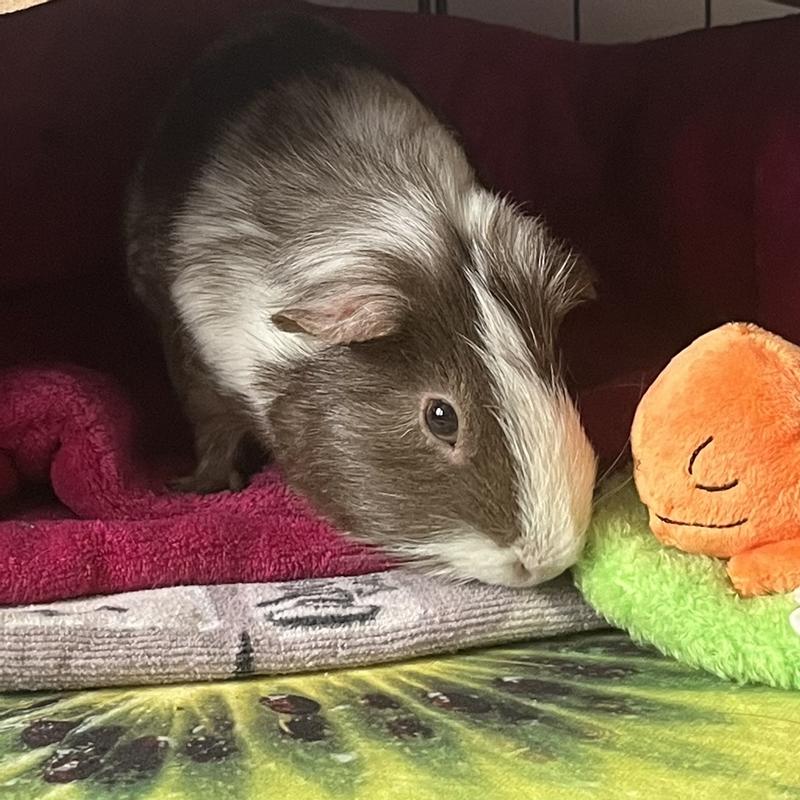 Dogberry’s healthy glow <3