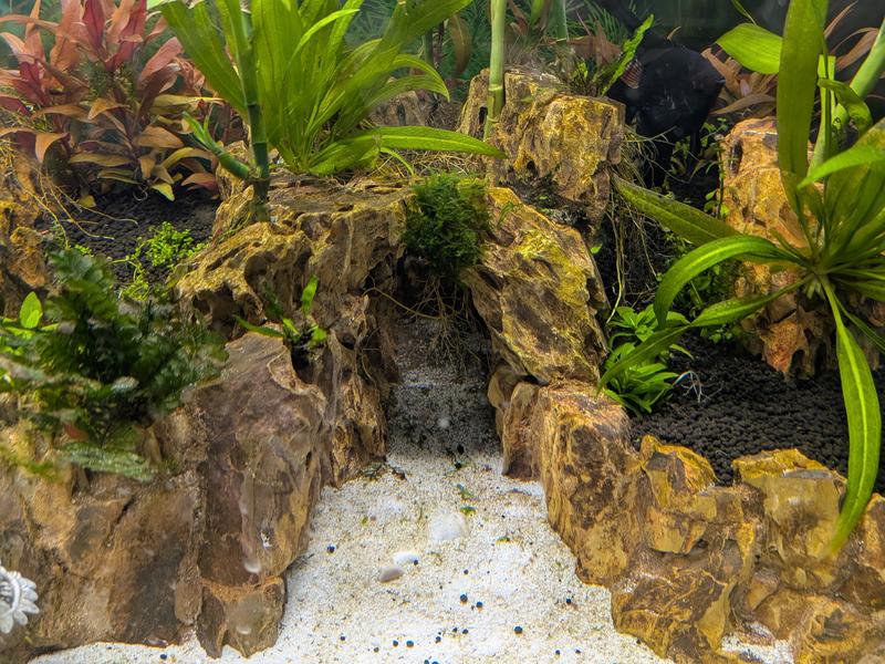Part of my jungle tank. Dozens of dragon stones pieced together to form a cliff wall & cave