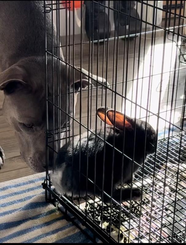 MIDWEST Wabbitat Rabbit Home, 25-in - Chewy.com