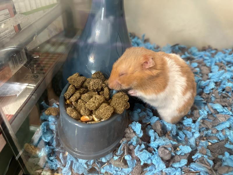 Mazuri hamster food hotsell