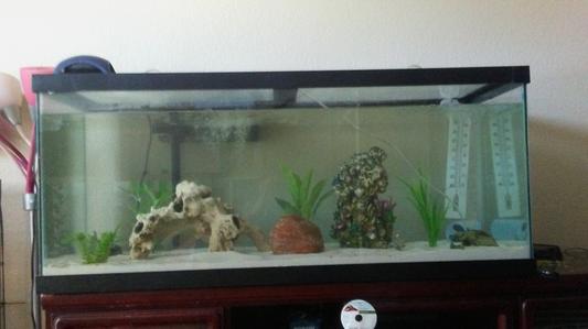 78 gal tropical tank, selling and turning the 86 into their new tank!