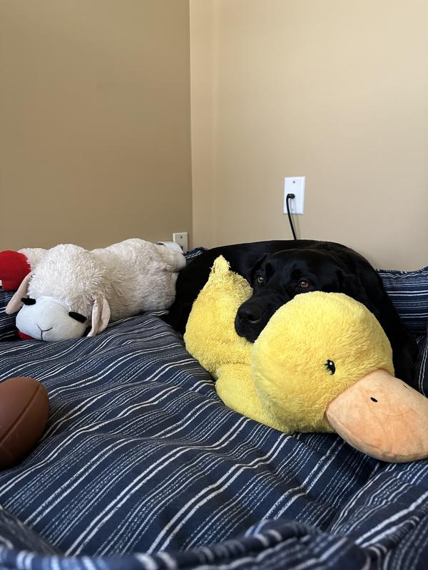 FRISCO Plush Squeaky Duck Dog Toy, Small