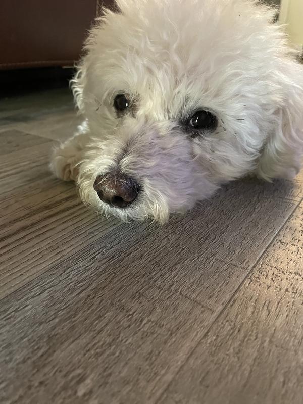 How Do I Apply Terramycin Ophthalmic Ointment To My Dog