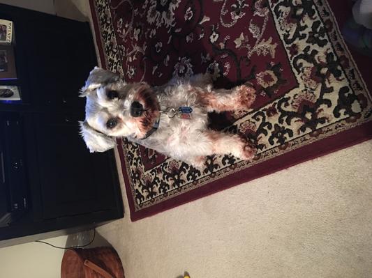 Winston says hi Chewy!!