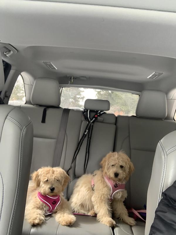 They may have know we were heading to the vet!