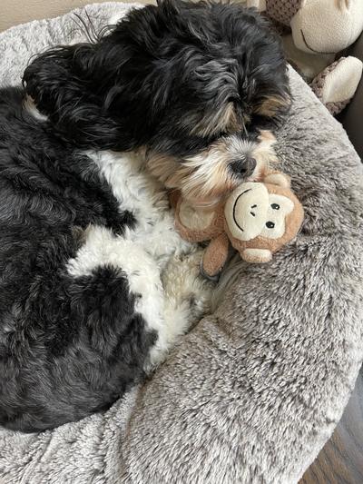 Favorite toy