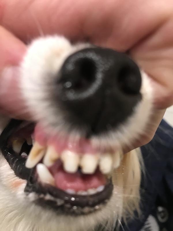 mild tarter on canines