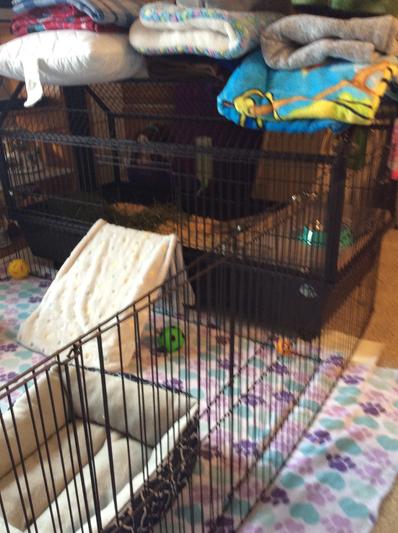 Oxbow bunny sale cage