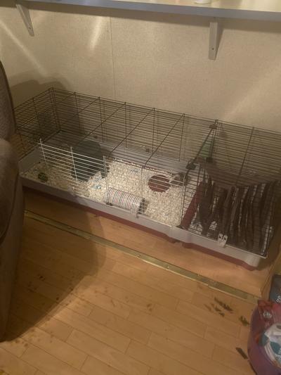 Plaza 160 2024 guinea pig cage