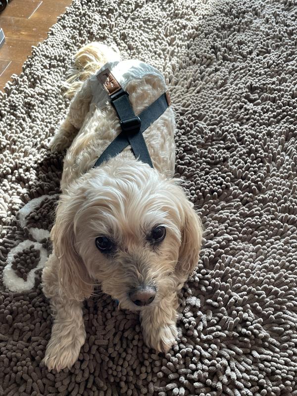 FRISCO Disposable Female Dog Diapers, Medium, 100 count