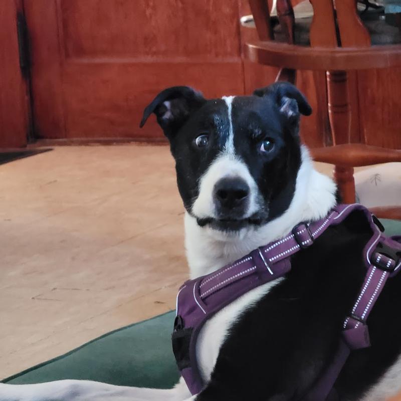 Bailey, Our Princess Fussypants