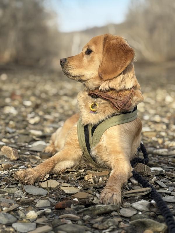 Miss Rowan and her comfy gooby harness.
