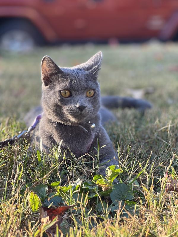 Some of the cats who tried the wet food.