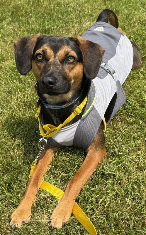 Jessie in Canada Pooch cooling vest