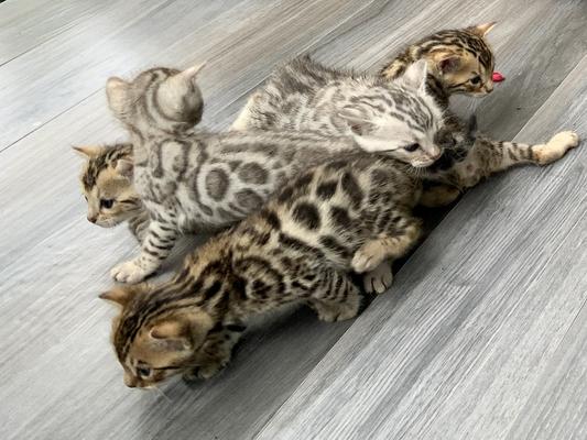 Bengal Mosh Pit waiting to GO! Chow down