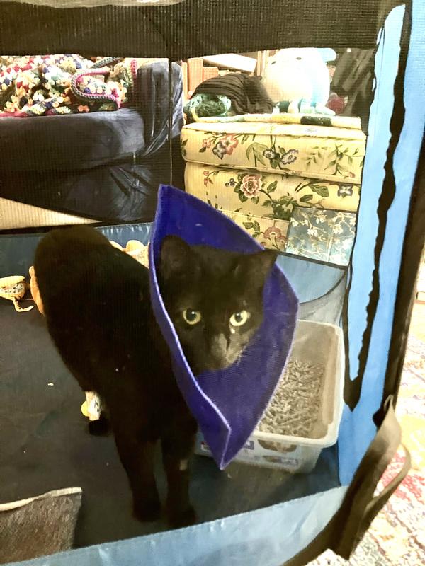 As if being in a cone isn’t humiliating enough.
