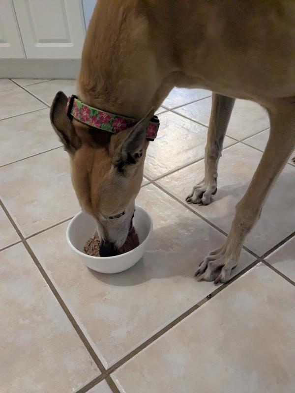 Rollin loves zeal wet food