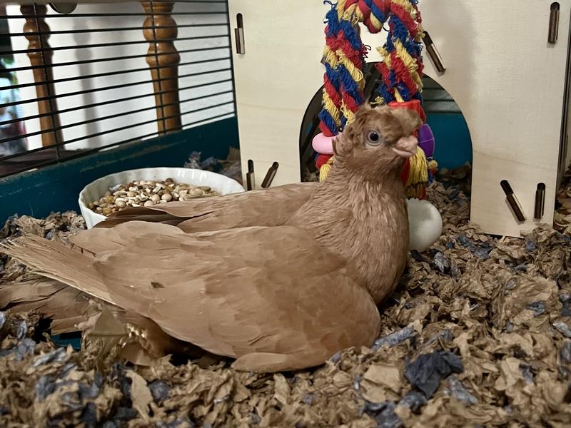 A pigeon enjoys resting in fresh bedding